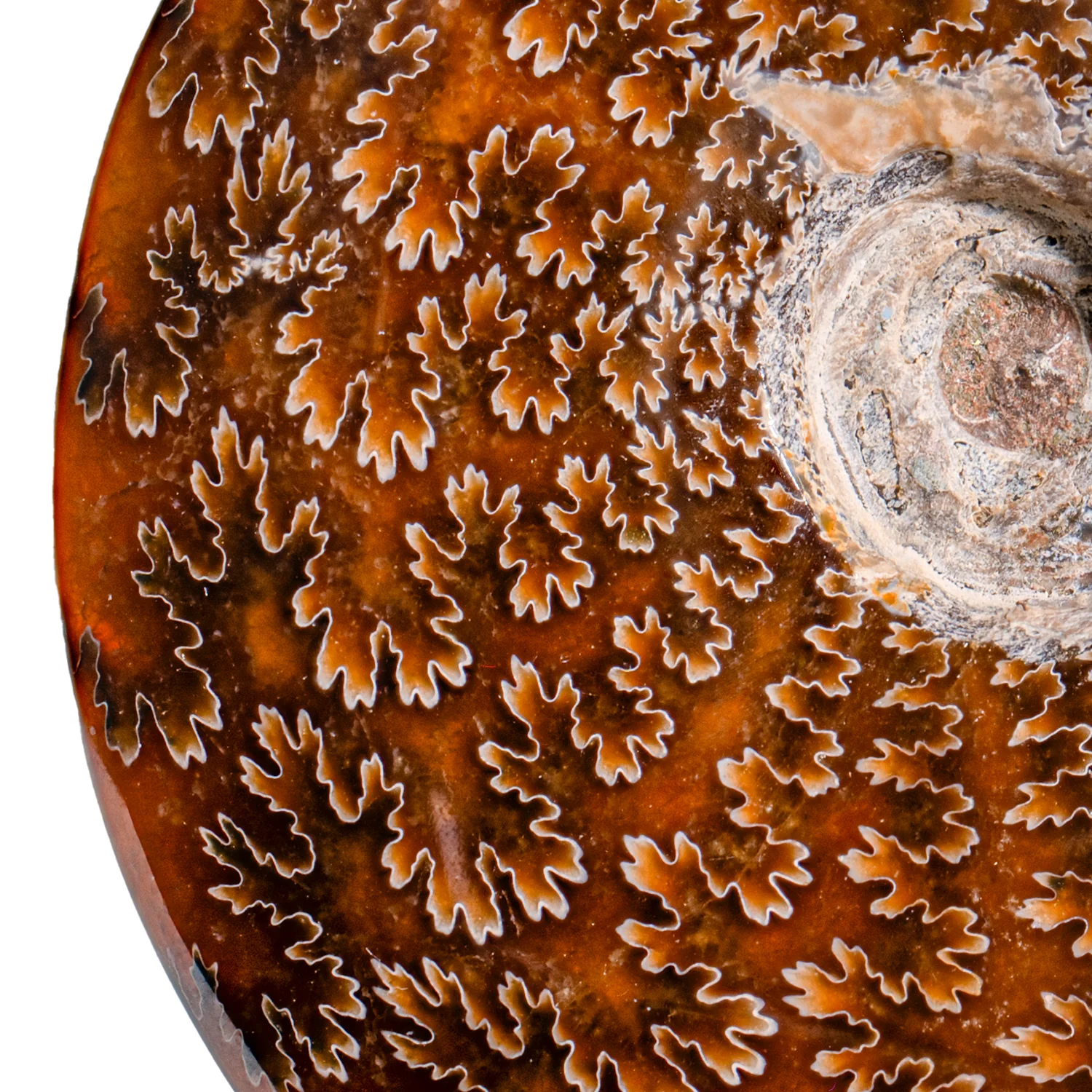 Polished Sutured Ammonite - SOLD 4.33" Cleoniceras - Image 2