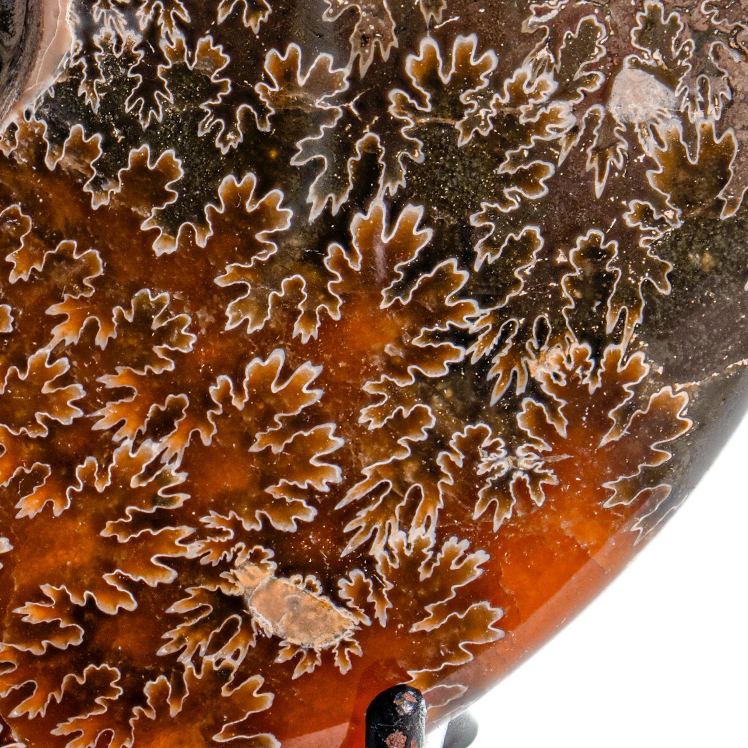 Polished Sutured Ammonite - SOLD 4.33" Cleoniceras - Image 3