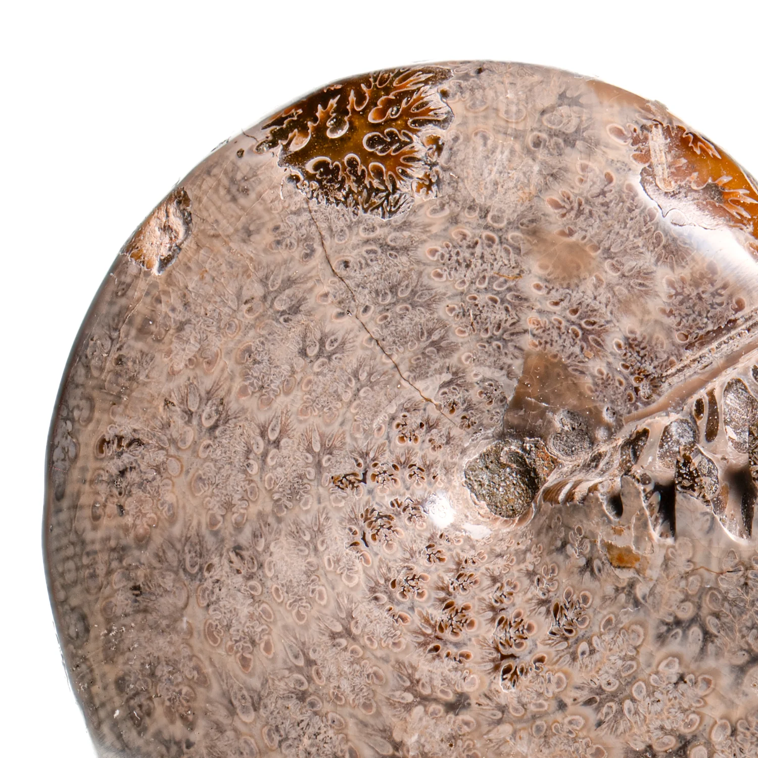 Polished Sutured Ammonite - SOLD 4.37" Phylloceras - Image 2