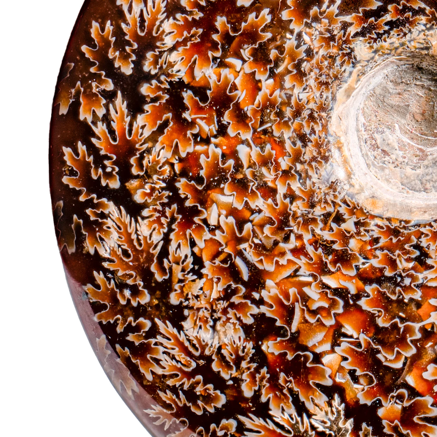Polished Sutured Ammonite - SOLD 4.51" Cleoniceras - Image 2