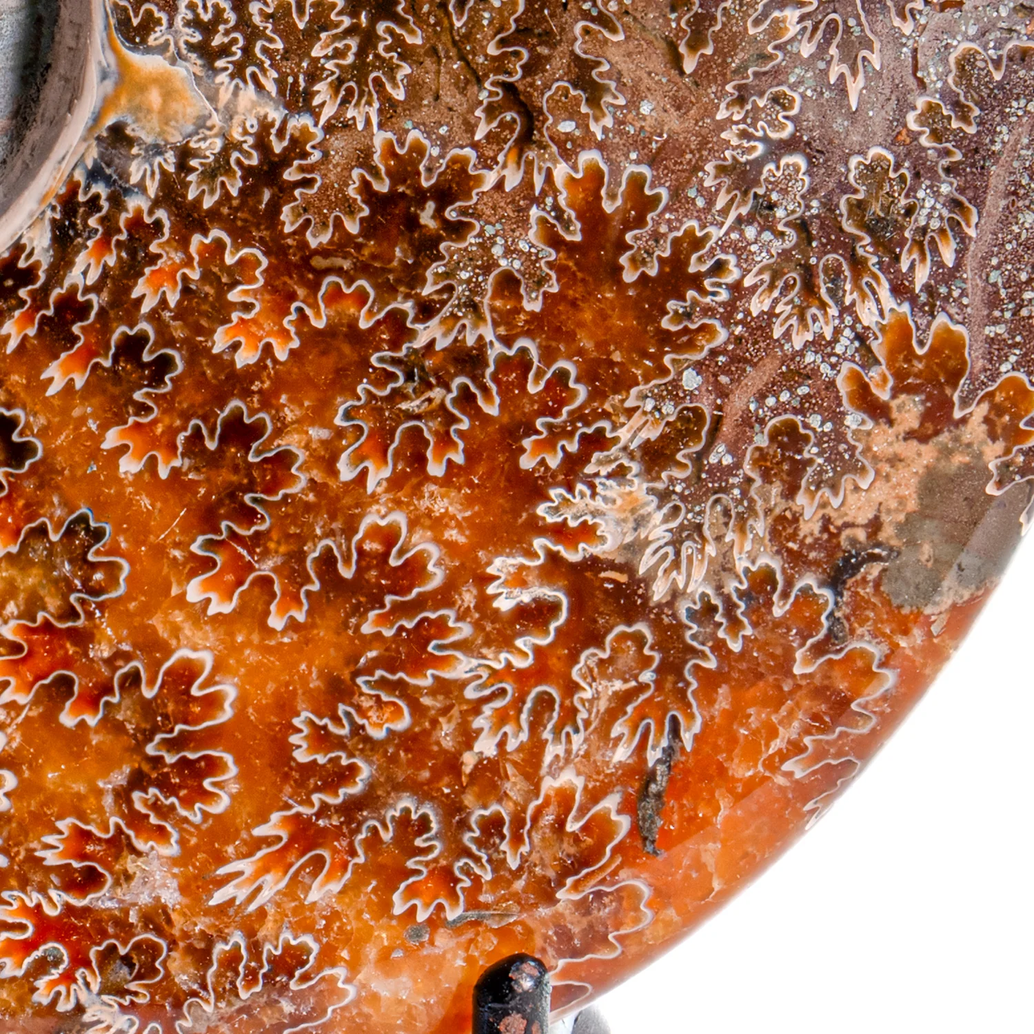 Polished Sutured Ammonite - 4.52" Cleoniceras - Image 3
