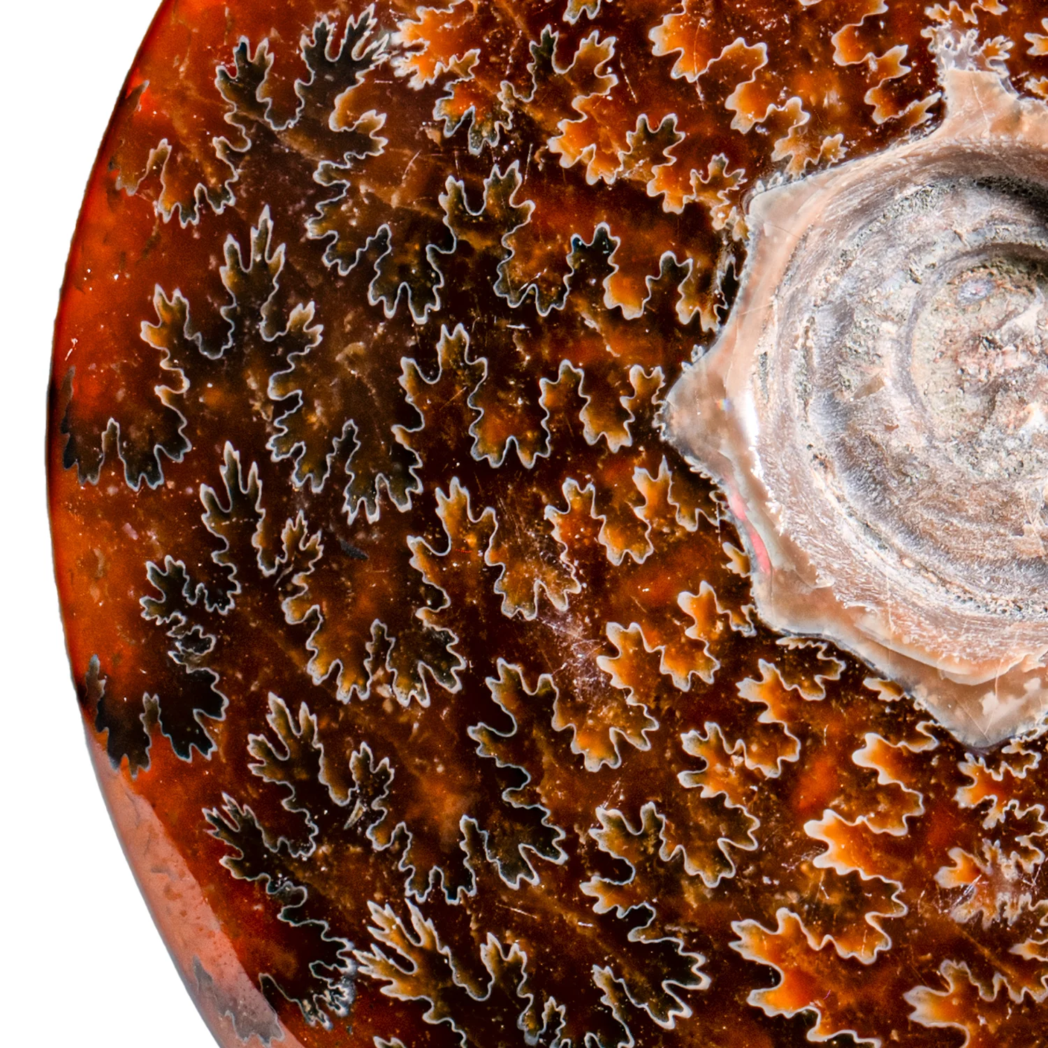Polished Sutured Ammonite - SOLD 4.56" Cleoniceras - Image 2
