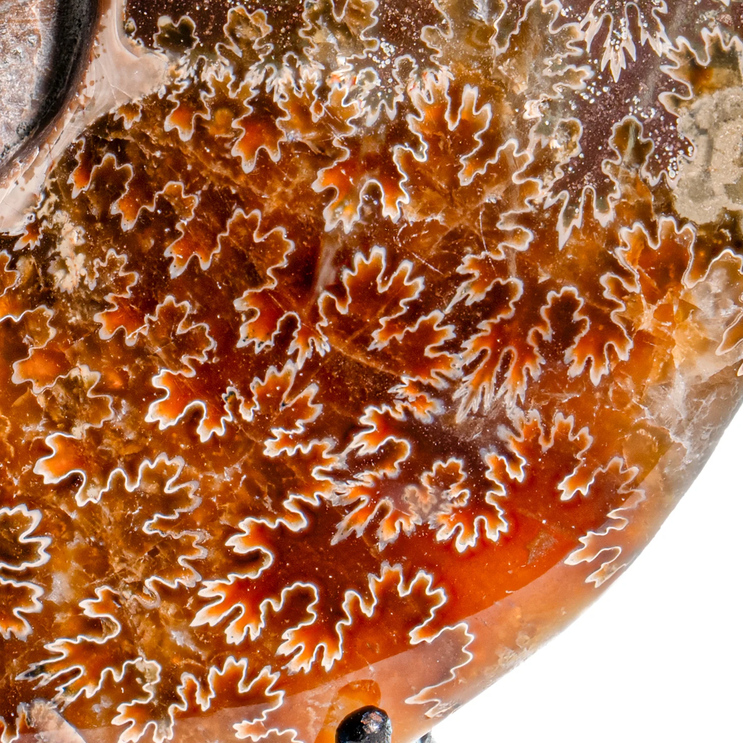 Polished Sutured Ammonite - SOLD 4.56" Cleoniceras - Image 3