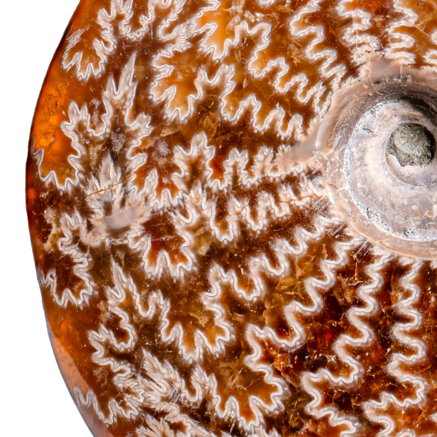 Polished Sutured Ammonite - SOLD 4.58" Cleoniceras - Image 2