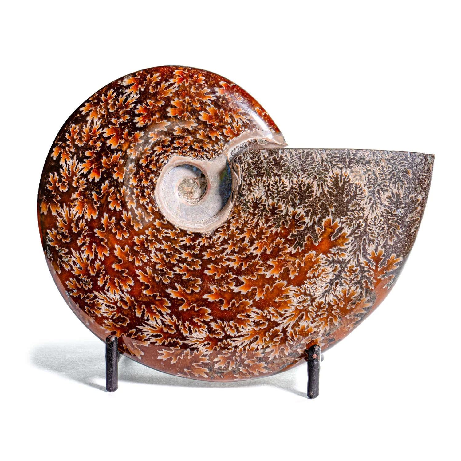 Polished Sutured Ammonite - SOLD 4.60" Cleoniceras
