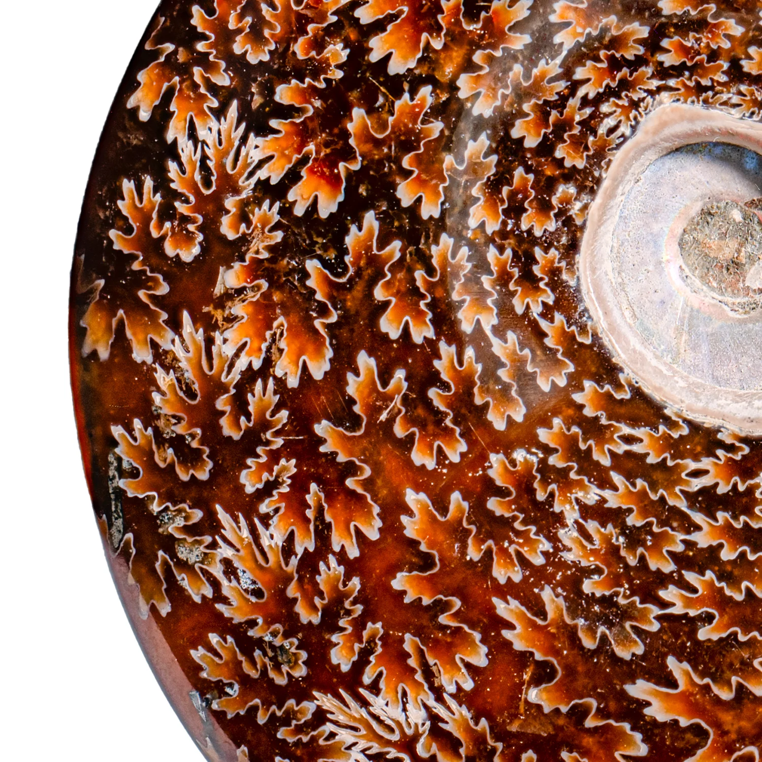 Polished Sutured Ammonite - SOLD 4.60" Cleoniceras - Image 2