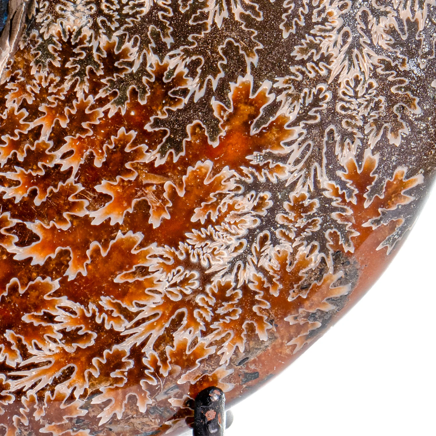 Polished Sutured Ammonite - SOLD 4.60" Cleoniceras - Image 3