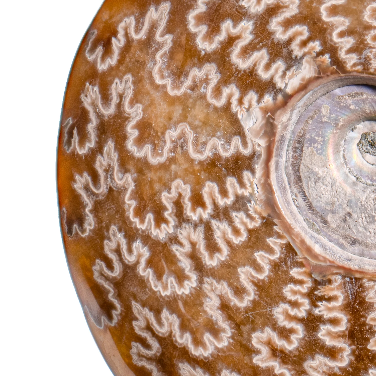 Polished Sutured Ammonite - SOLD 4.73" Cleoniceras - Image 2