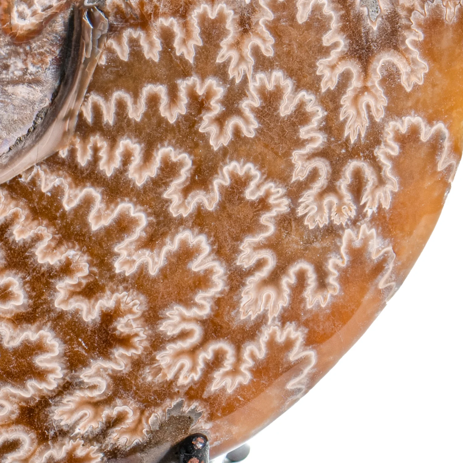 Polished Sutured Ammonite - SOLD 4.73" Cleoniceras - Image 3