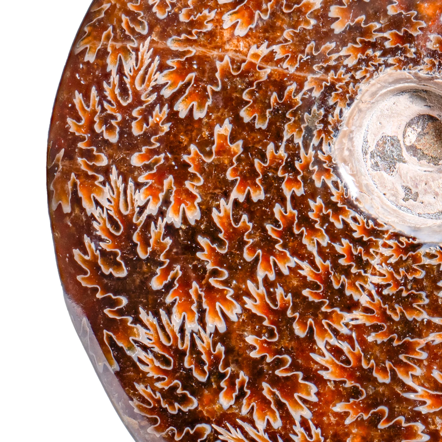 Polished Sutured Ammonite - SOLD 4.75" Cleoniceras - Image 2