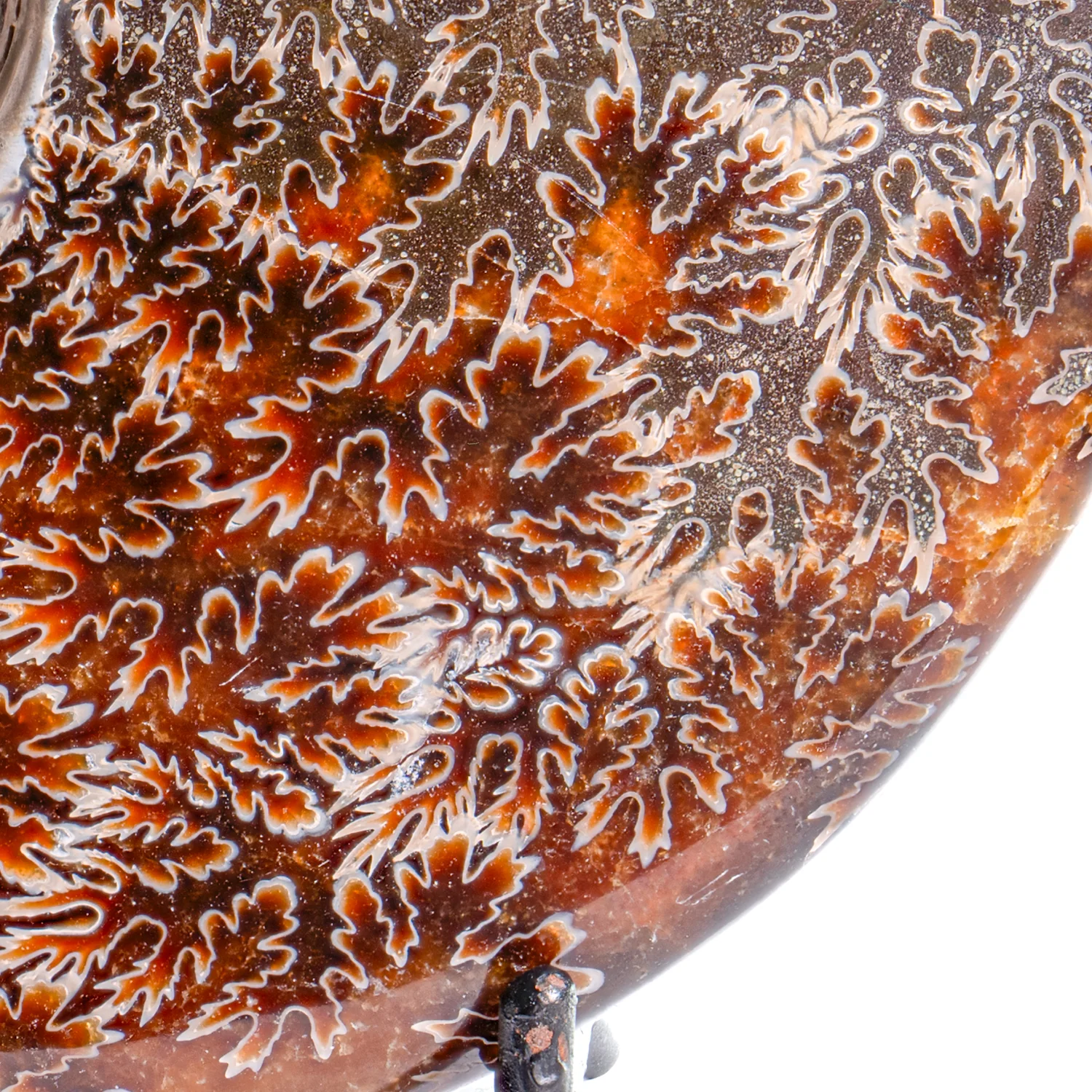 Polished Sutured Ammonite - SOLD 4.75" Cleoniceras - Image 3