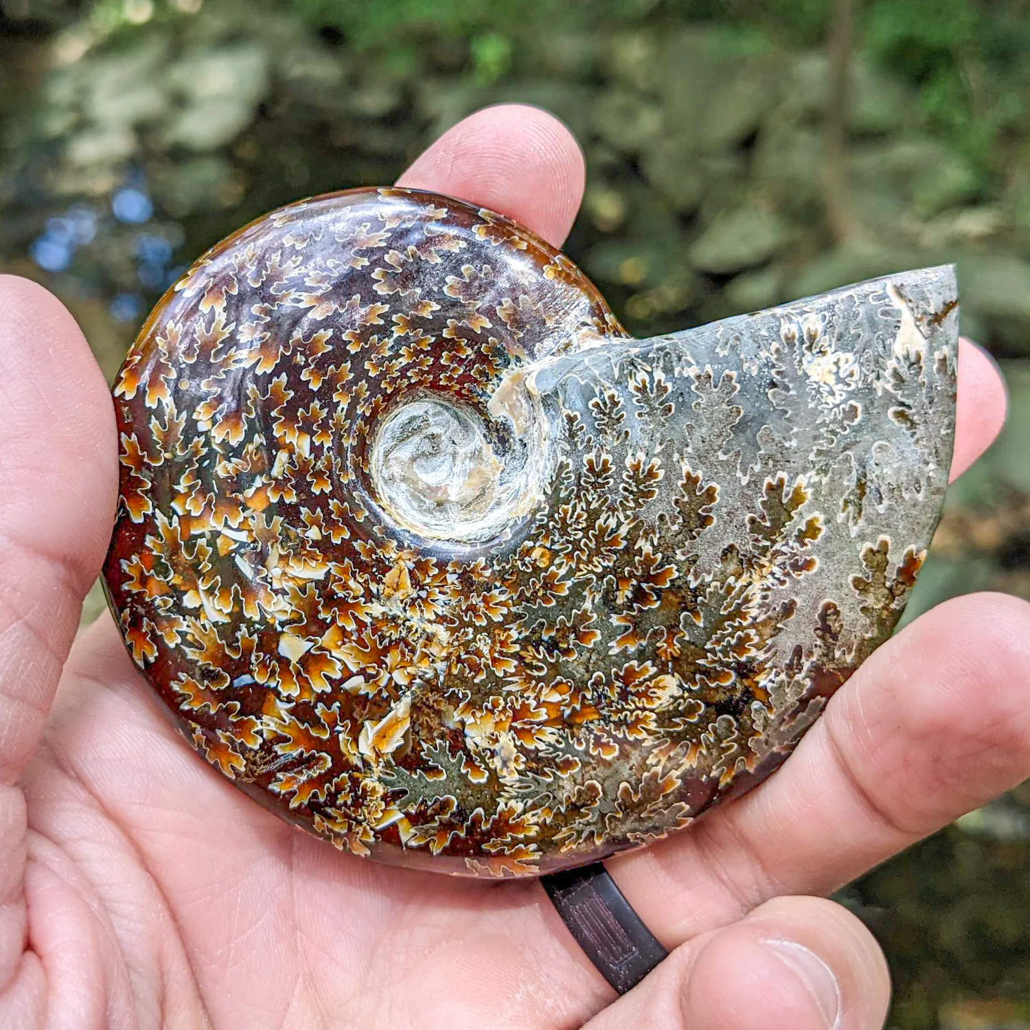Polished Handheld Ammonite - Cleoniceras - Image 4