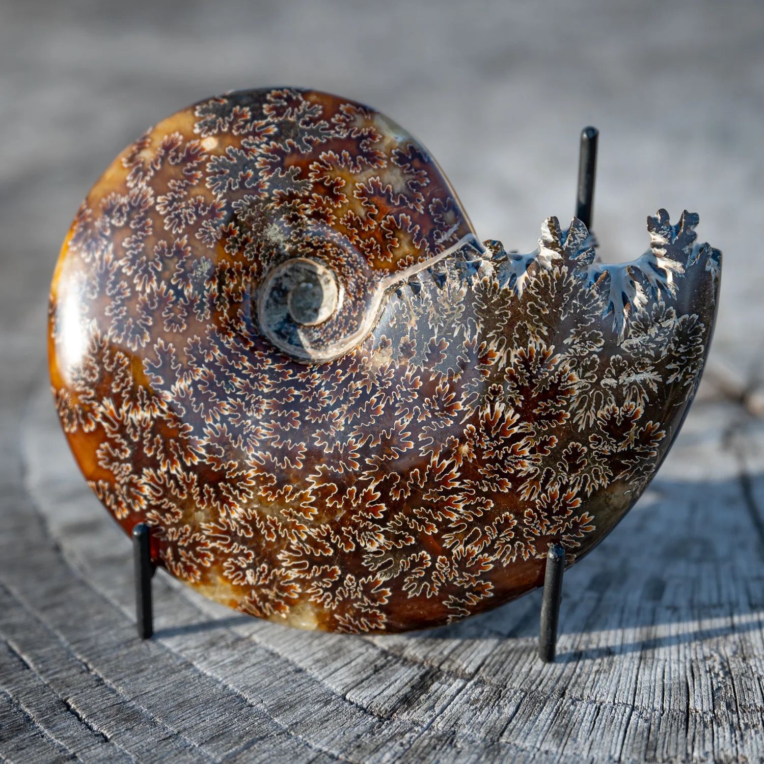 Polished Sutured Ammonite - 5.16" Cleoniceras - Image 2