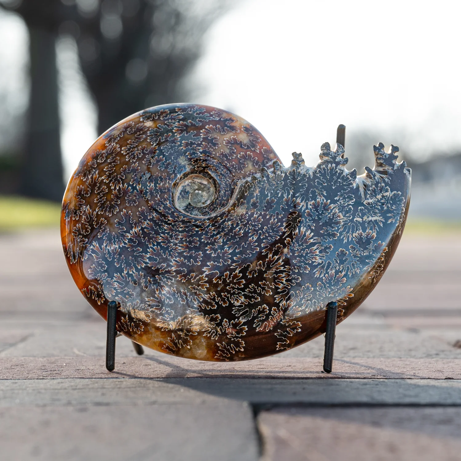 Polished Sutured Ammonite - 5.16" Cleoniceras - Image 3