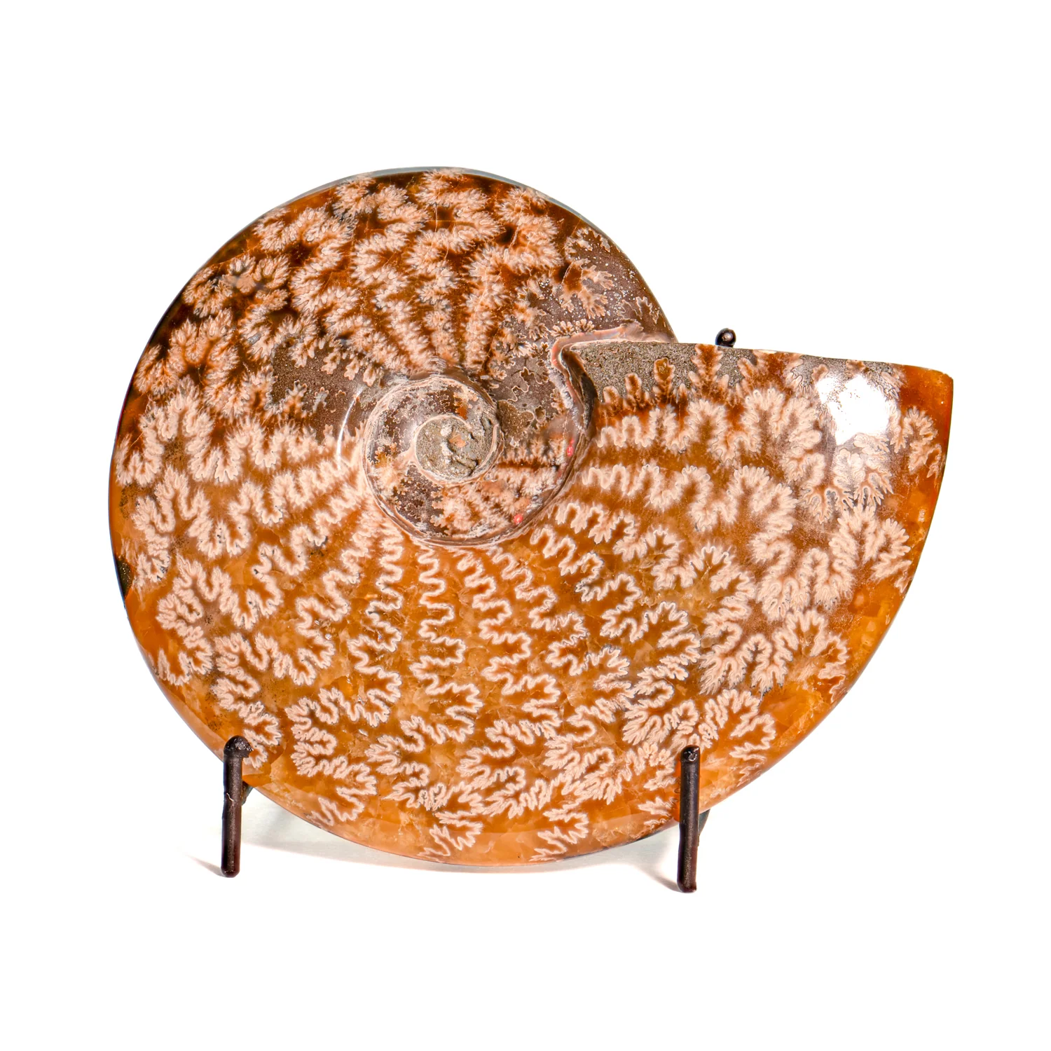 Polished Sutured Ammonite - SOLD 5.89" Cleoniceras