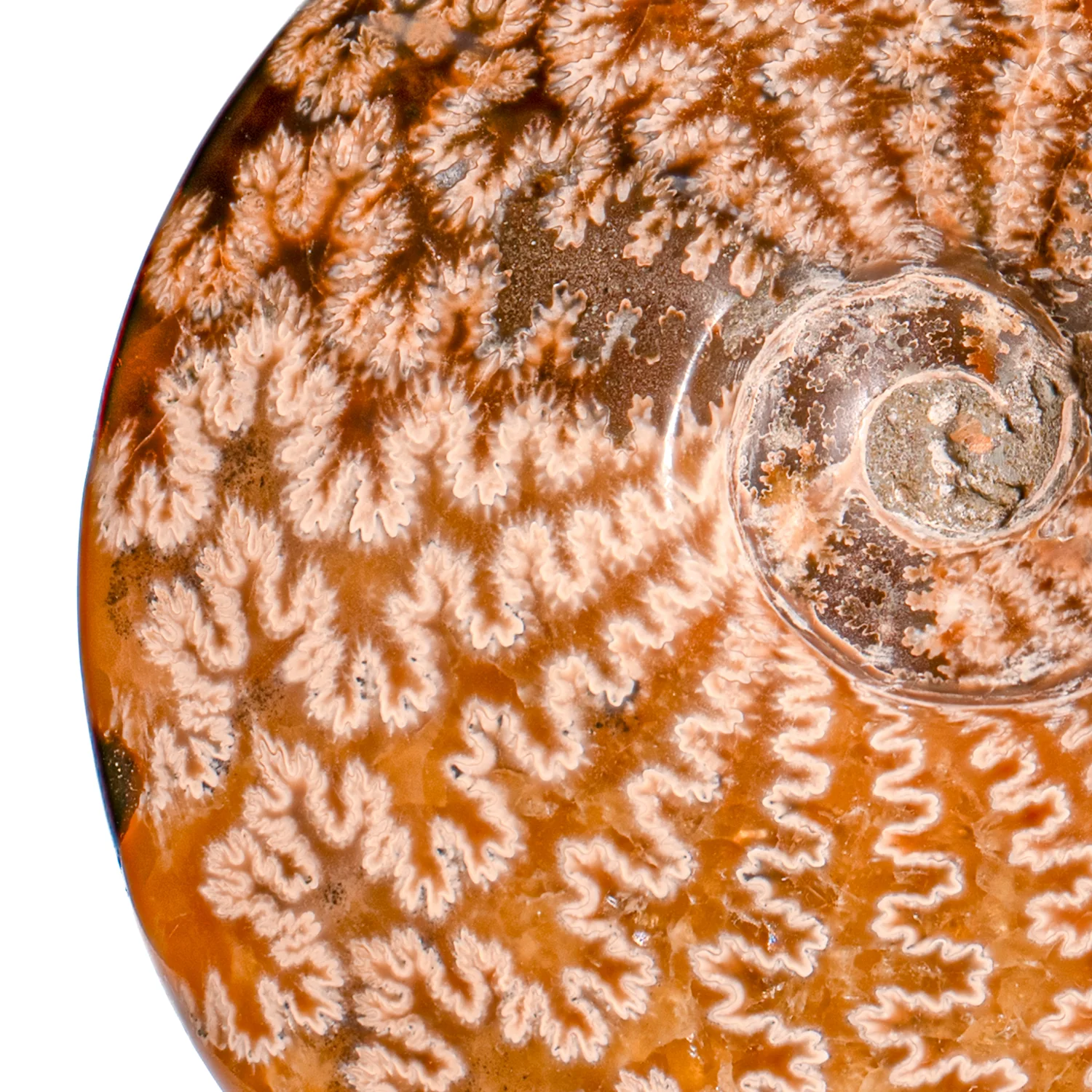 Polished Sutured Ammonite - SOLD 5.89" Cleoniceras - Image 2