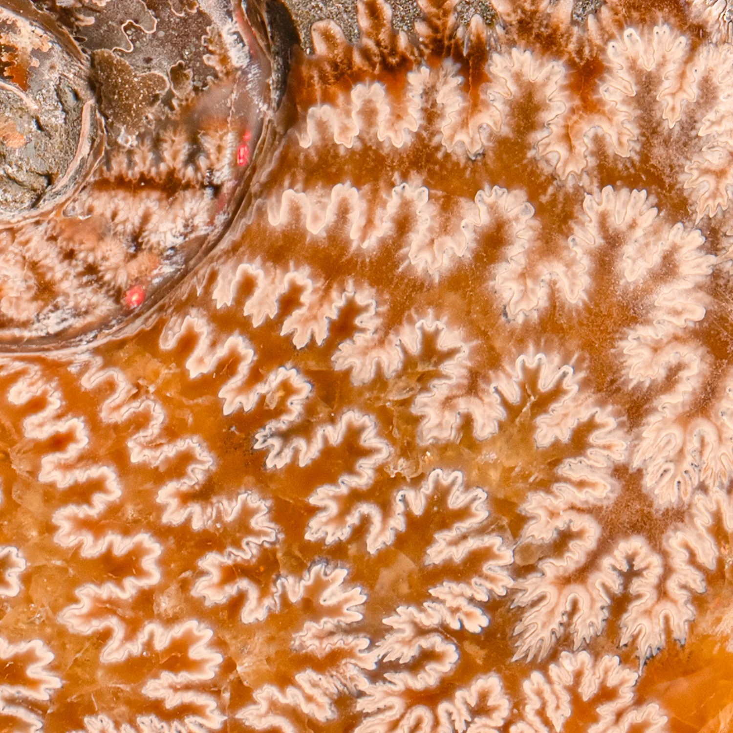 Polished Sutured Ammonite - SOLD 5.89" Cleoniceras - Image 3