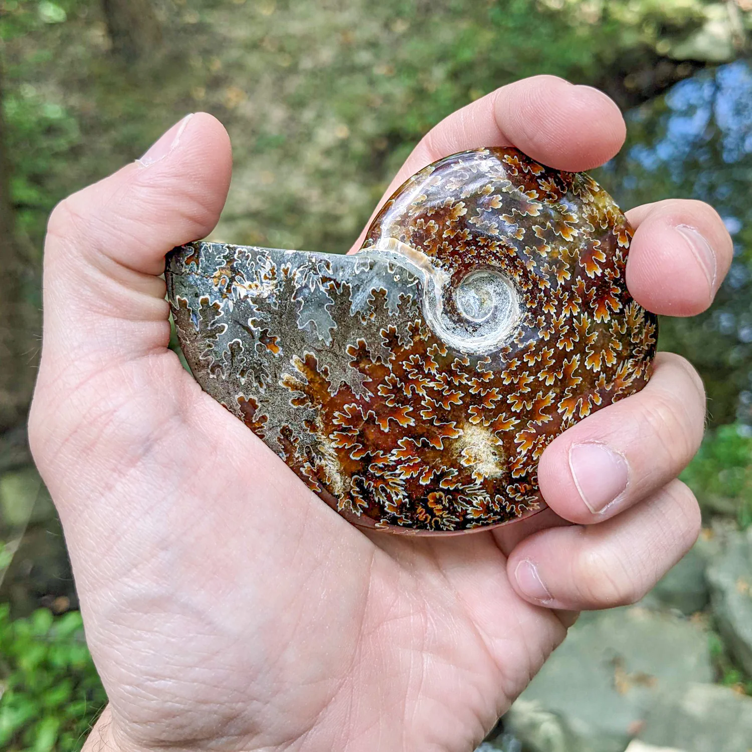 Polished Handheld Ammonite - Cleoniceras - Image 5