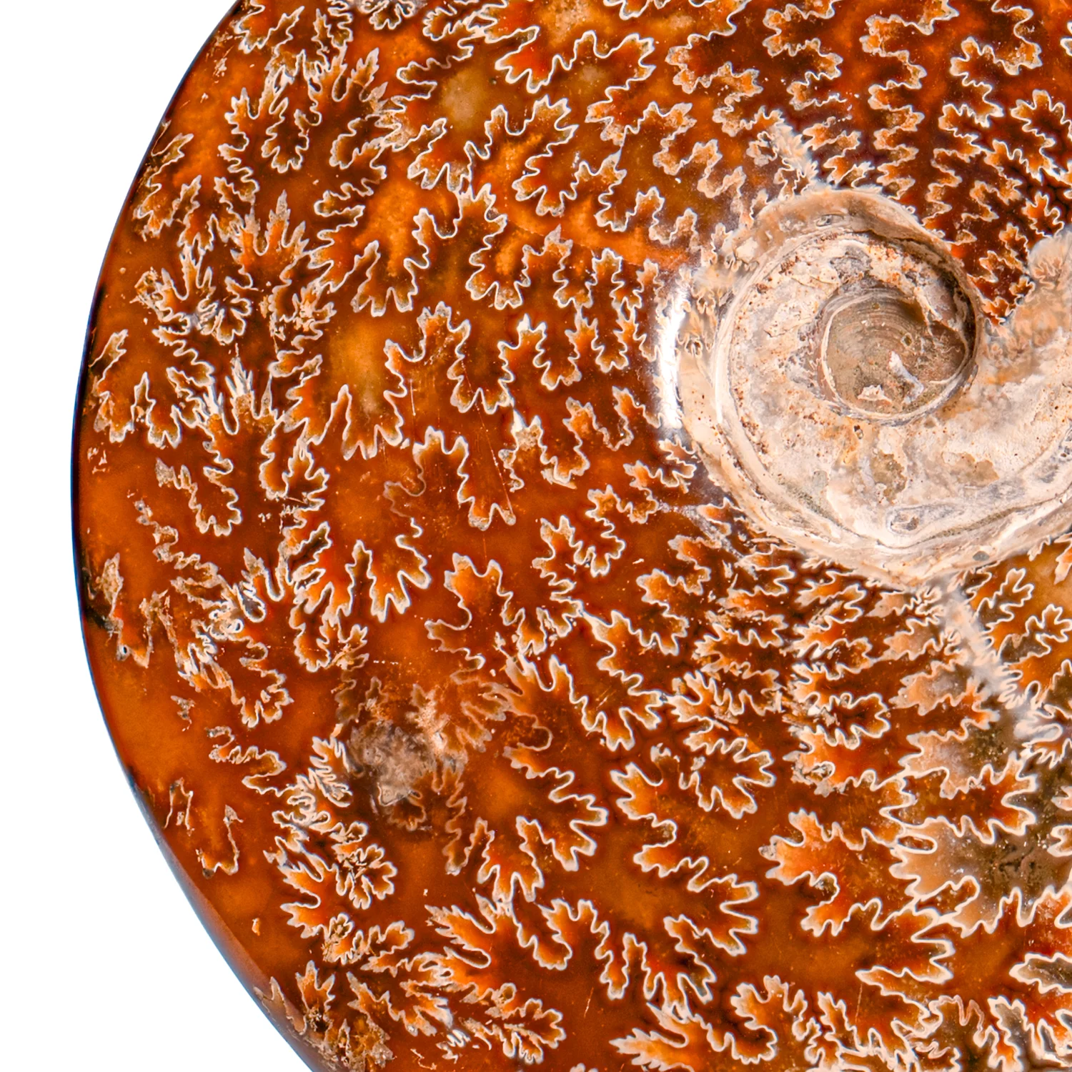 Polished Sutured Ammonite - SOLD 6.39" Cleoniceras - Image 2