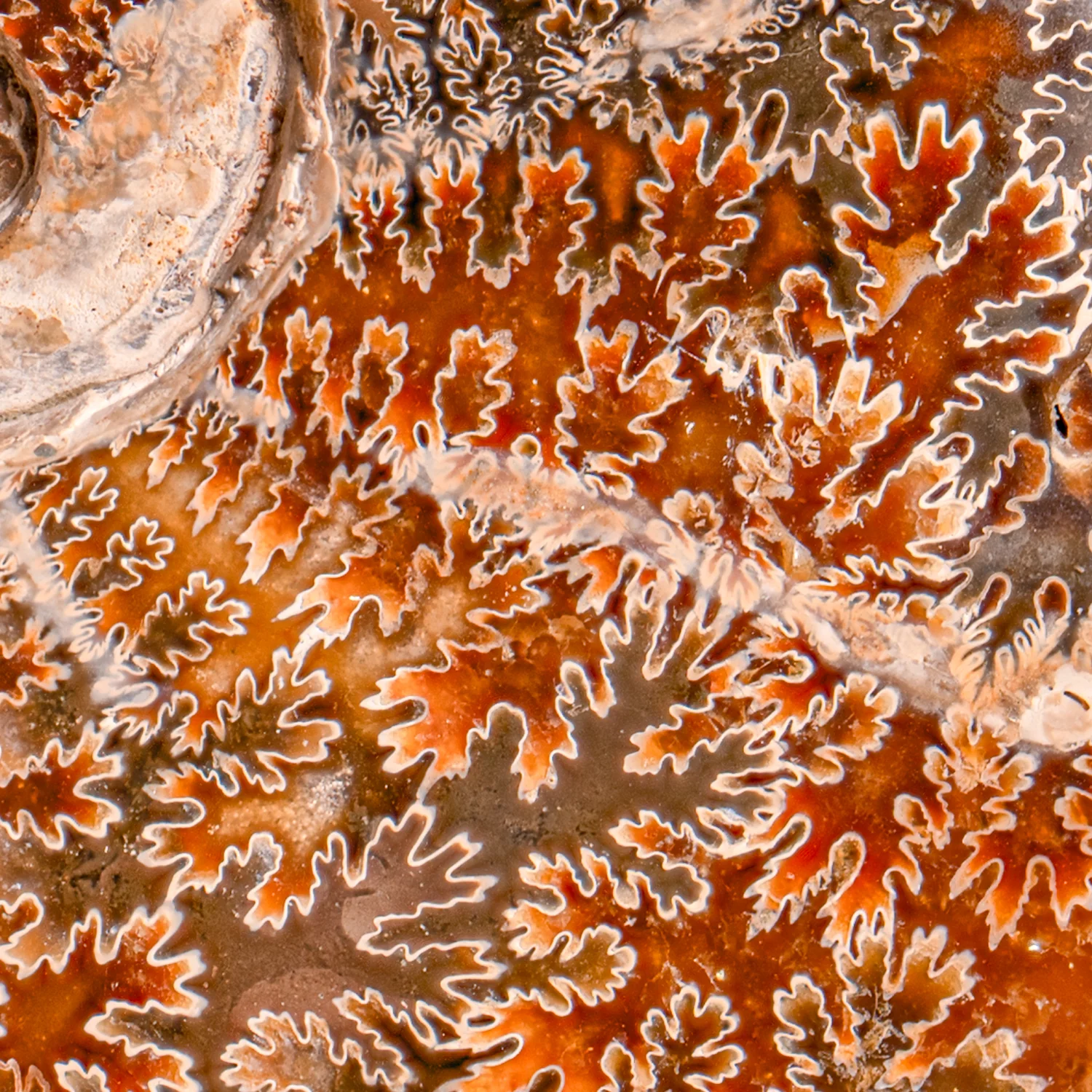 Polished Sutured Ammonite - SOLD 6.39" Cleoniceras - Image 3