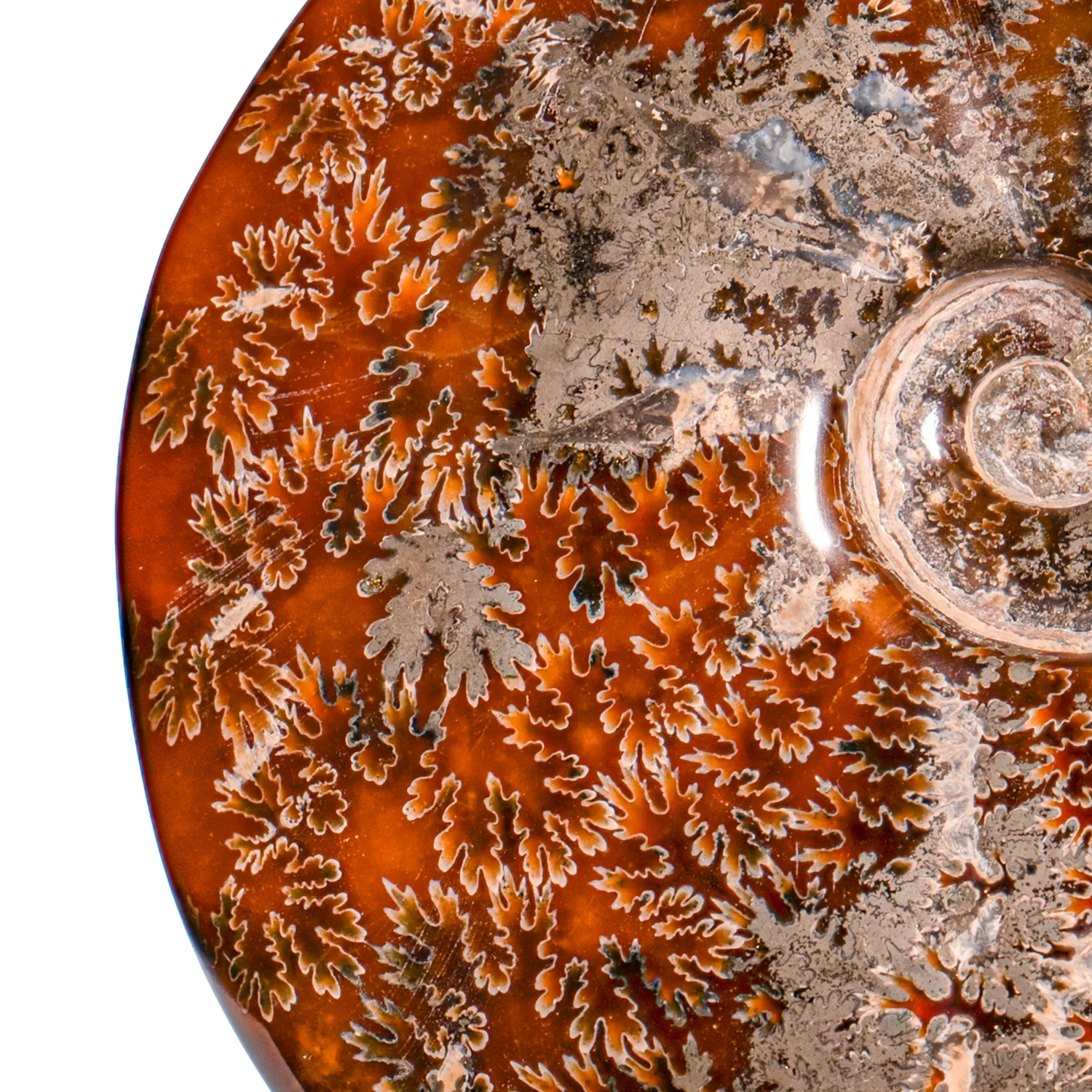 Polished Sutured Ammonite - SOLD 6.63" Cleoniceras - Image 2