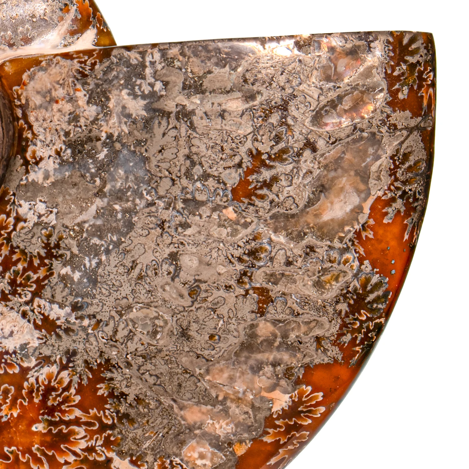 Polished Sutured Ammonite - SOLD 6.63" Cleoniceras - Image 3
