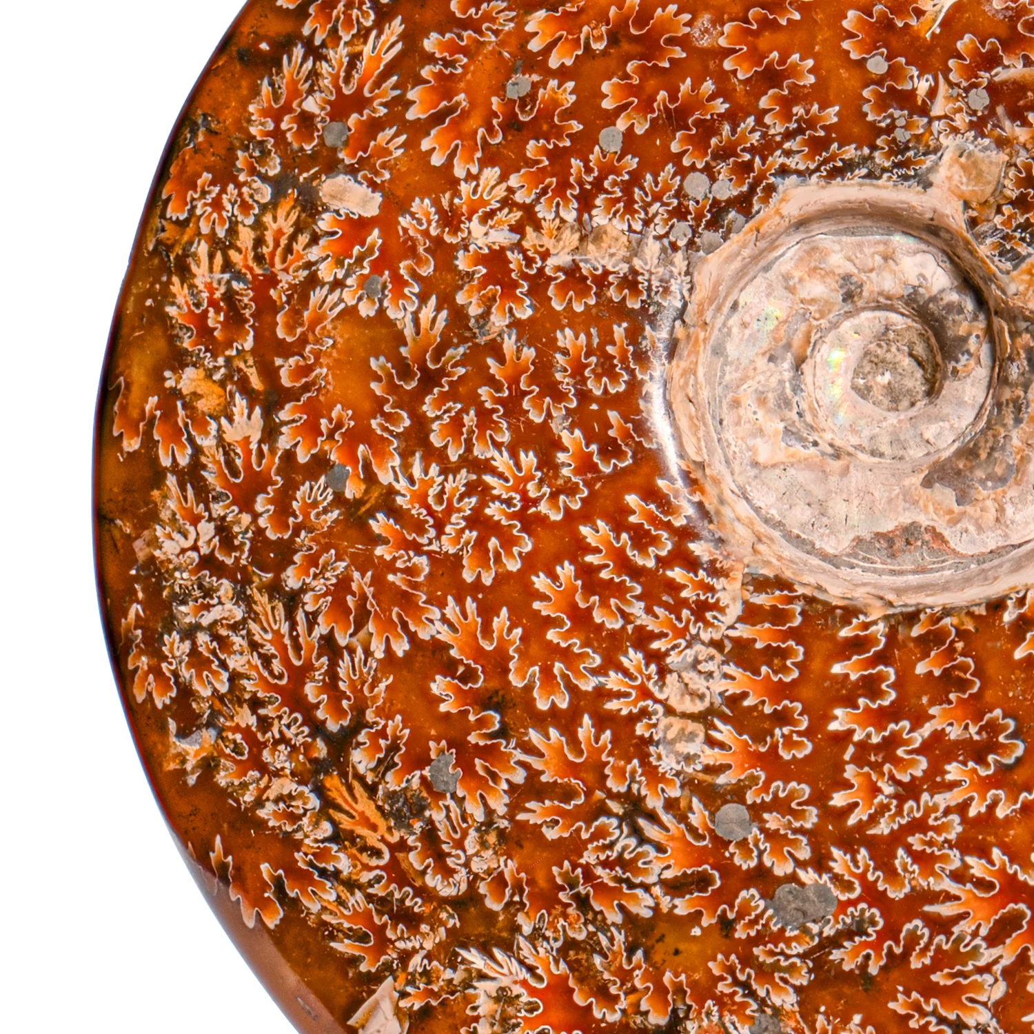 Polished Sutured Ammonite - SOLD 6.65" Cleoniceras - Image 2