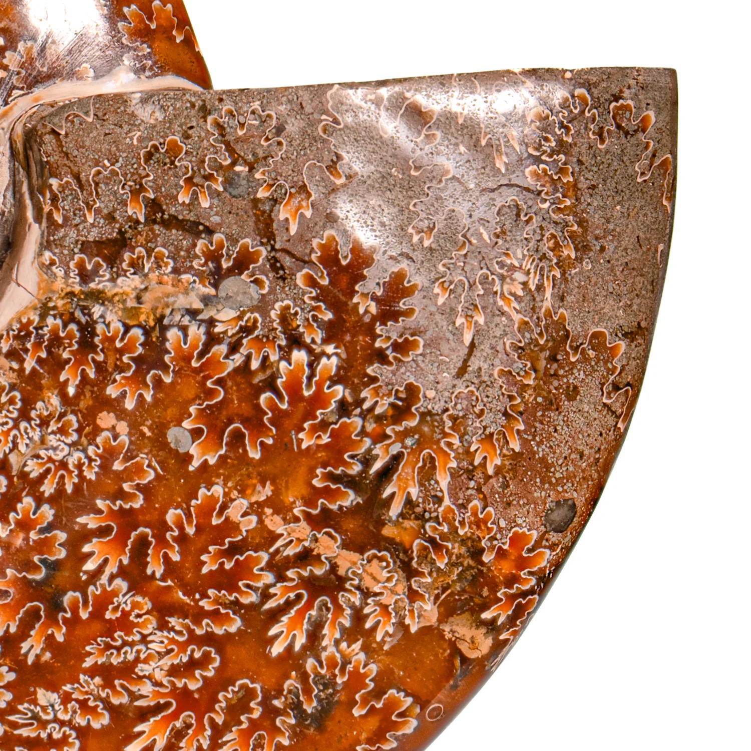 Polished Sutured Ammonite - SOLD 6.65" Cleoniceras - Image 3