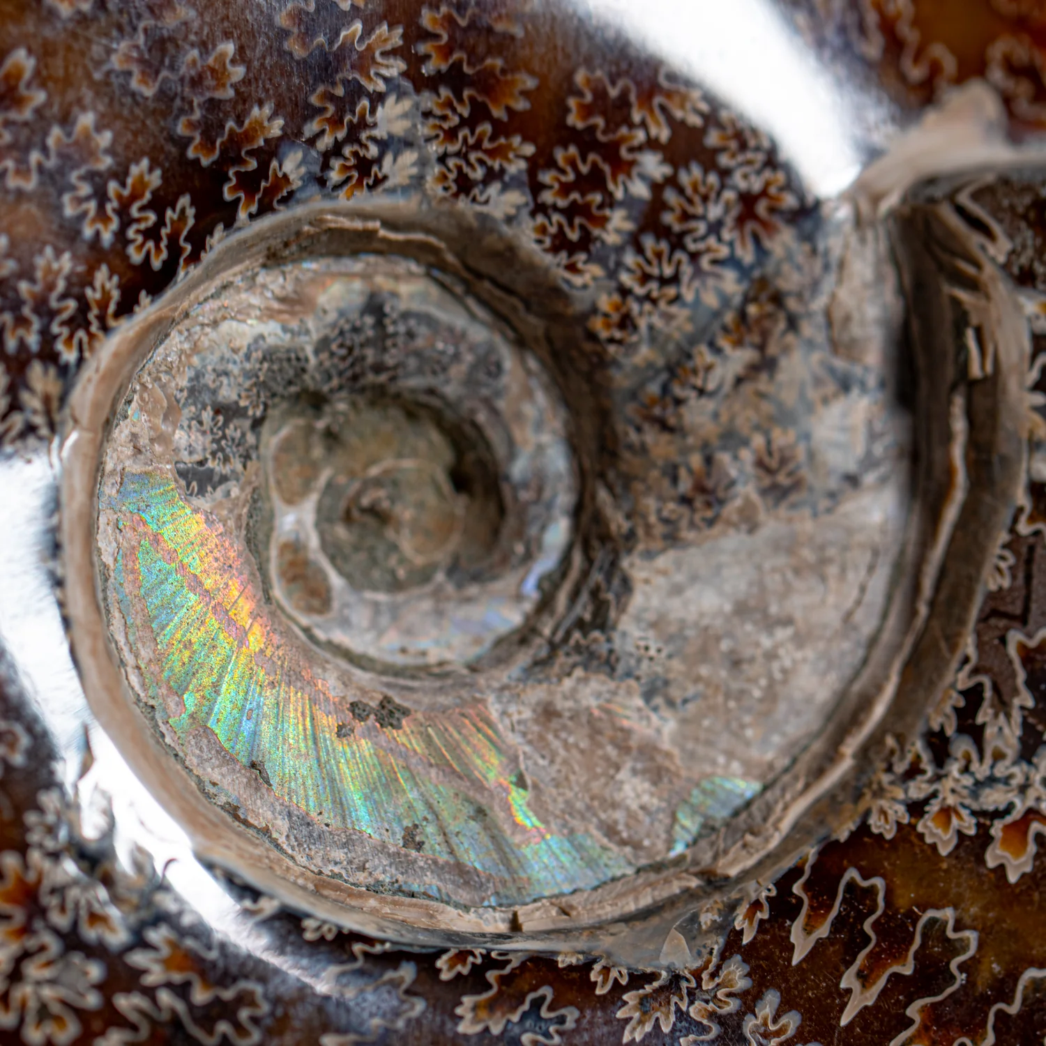 Polished Sutured Ammonite - SOLD 6.70" Cleoniceras - Image 2