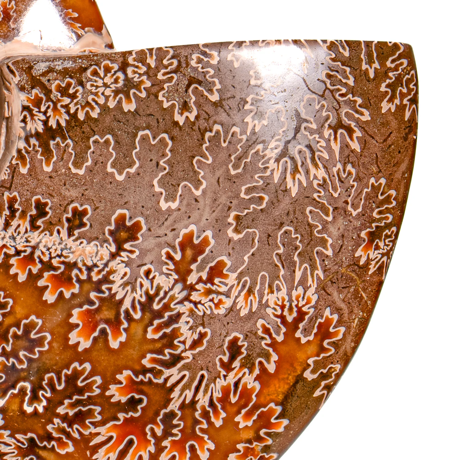 Polished Sutured Ammonite - SOLD 6.70" Cleoniceras - Image 3