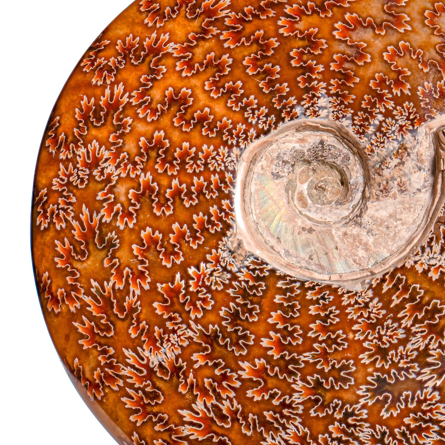 Polished Sutured Ammonite - SOLD 6.70" Cleoniceras - Image 4
