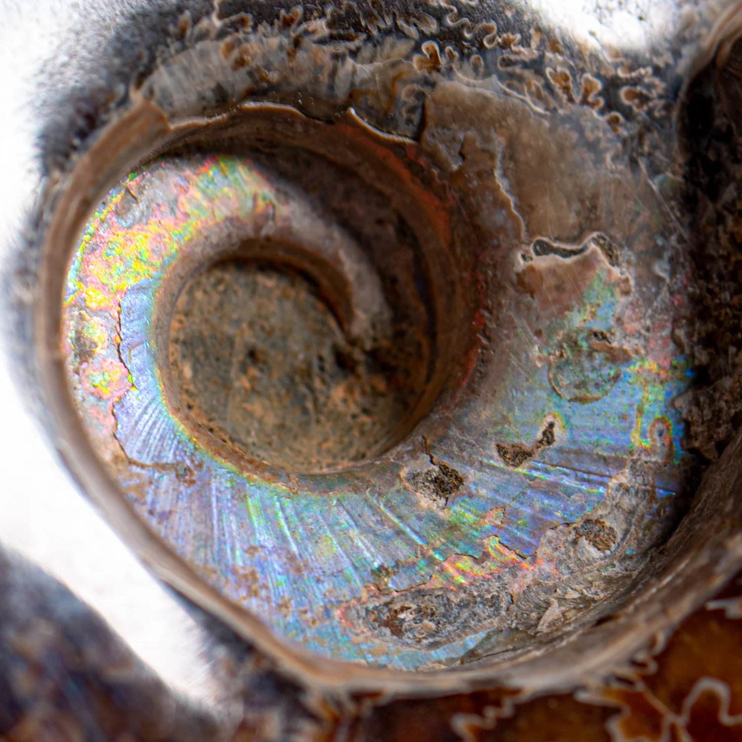 Polished Sutured Ammonite - SOLD 6.74" Cleoniceras - Image 2