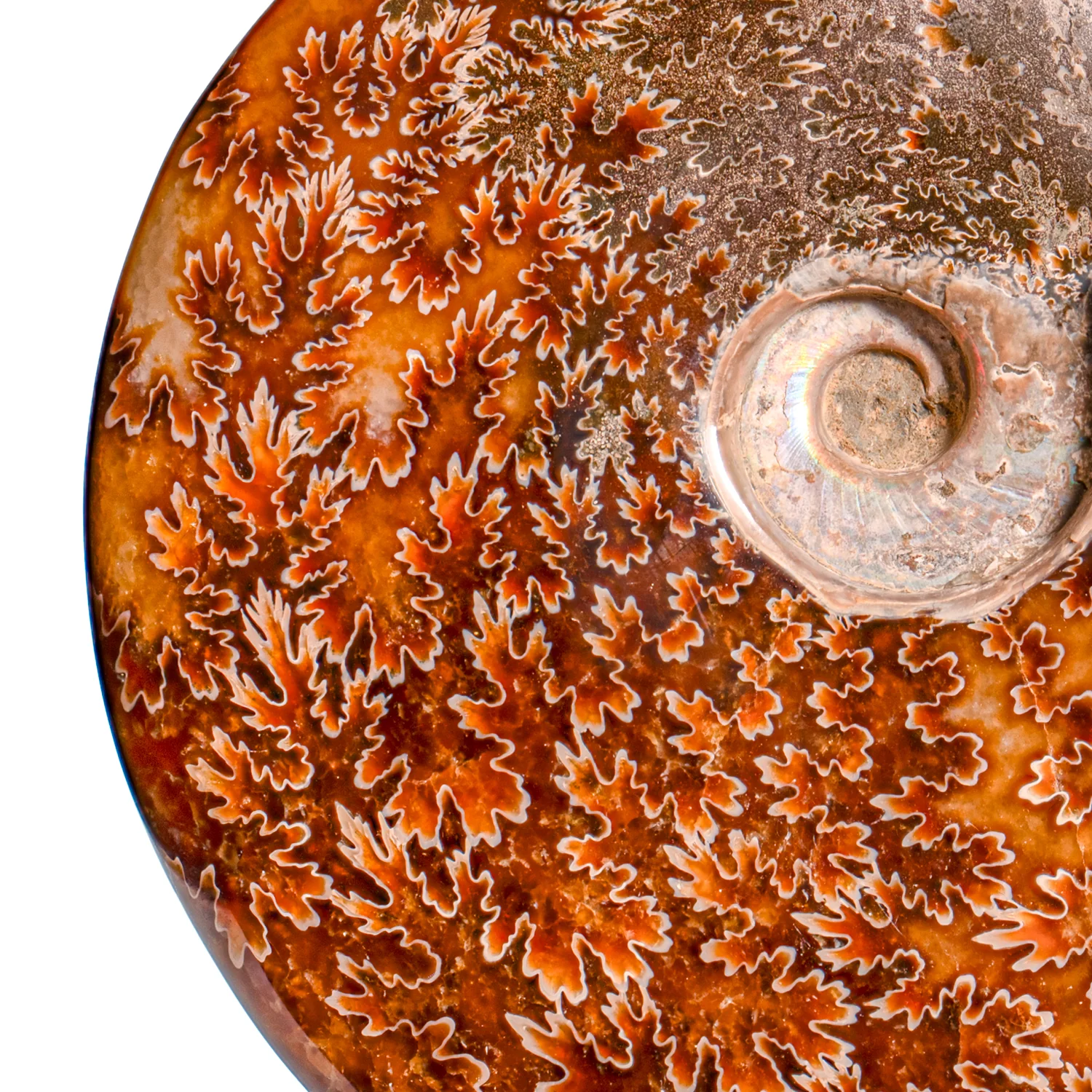 Polished Sutured Ammonite - SOLD 6.74" Cleoniceras - Image 4