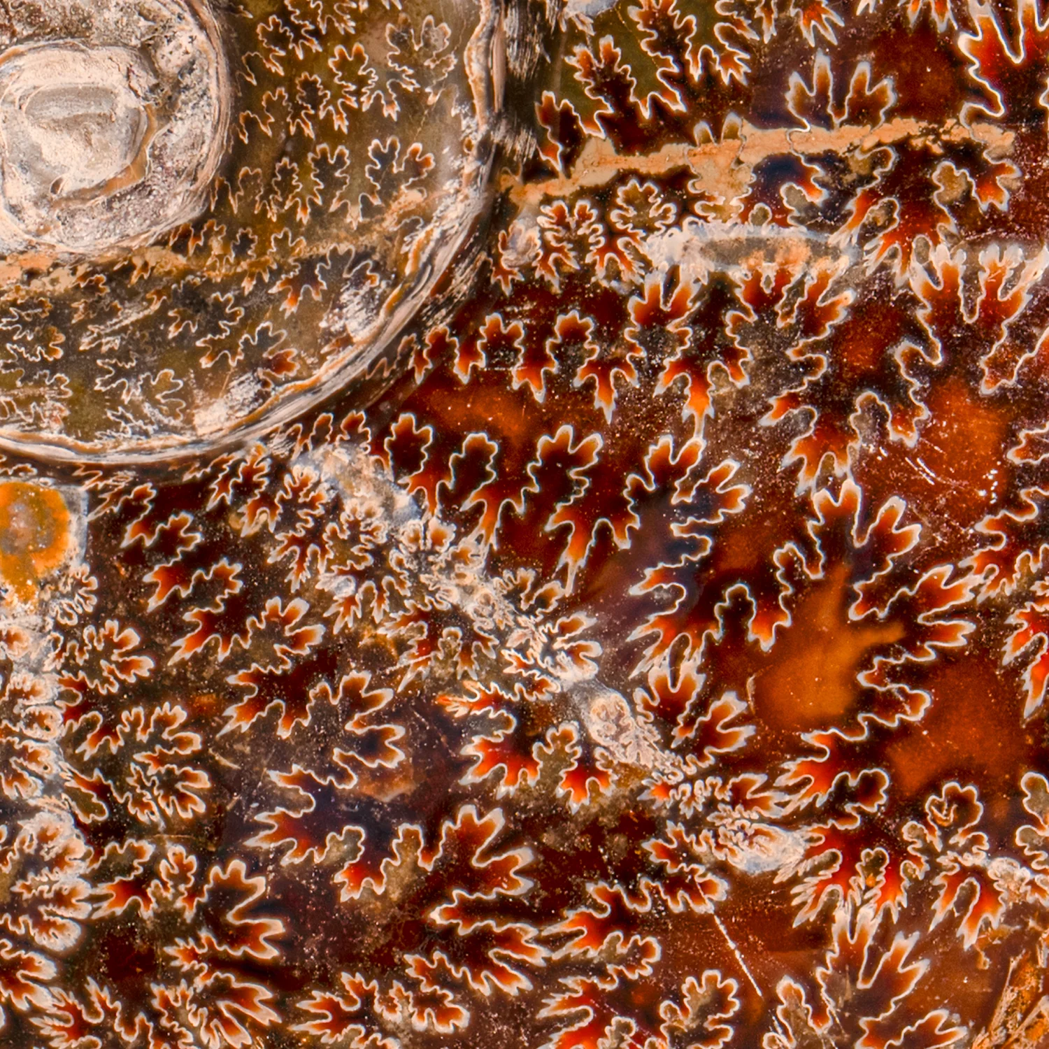Polished Sutured Ammonite - SOLD 6.80" Cleoniceras - Image 2