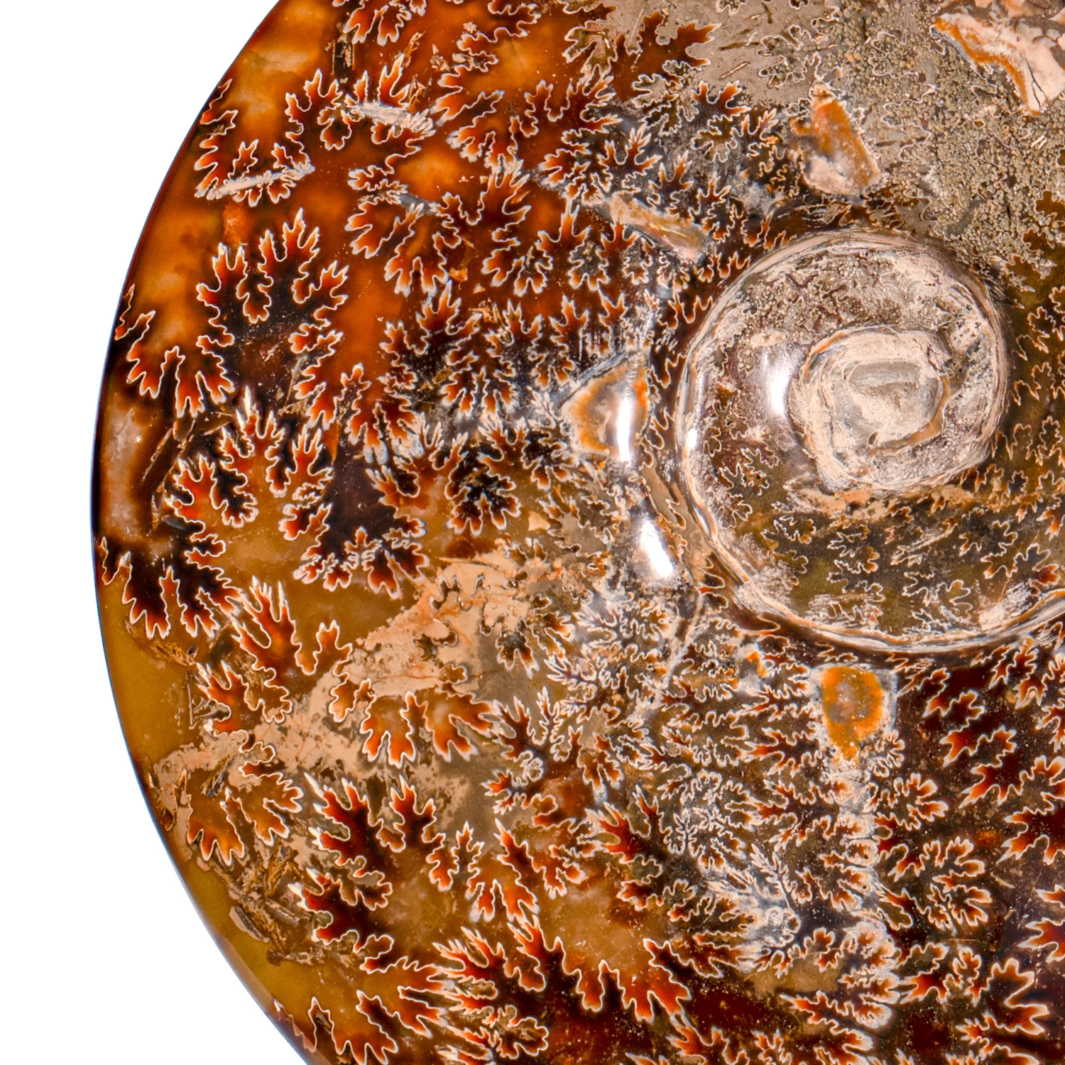 Polished Sutured Ammonite - SOLD 6.80" Cleoniceras - Image 3