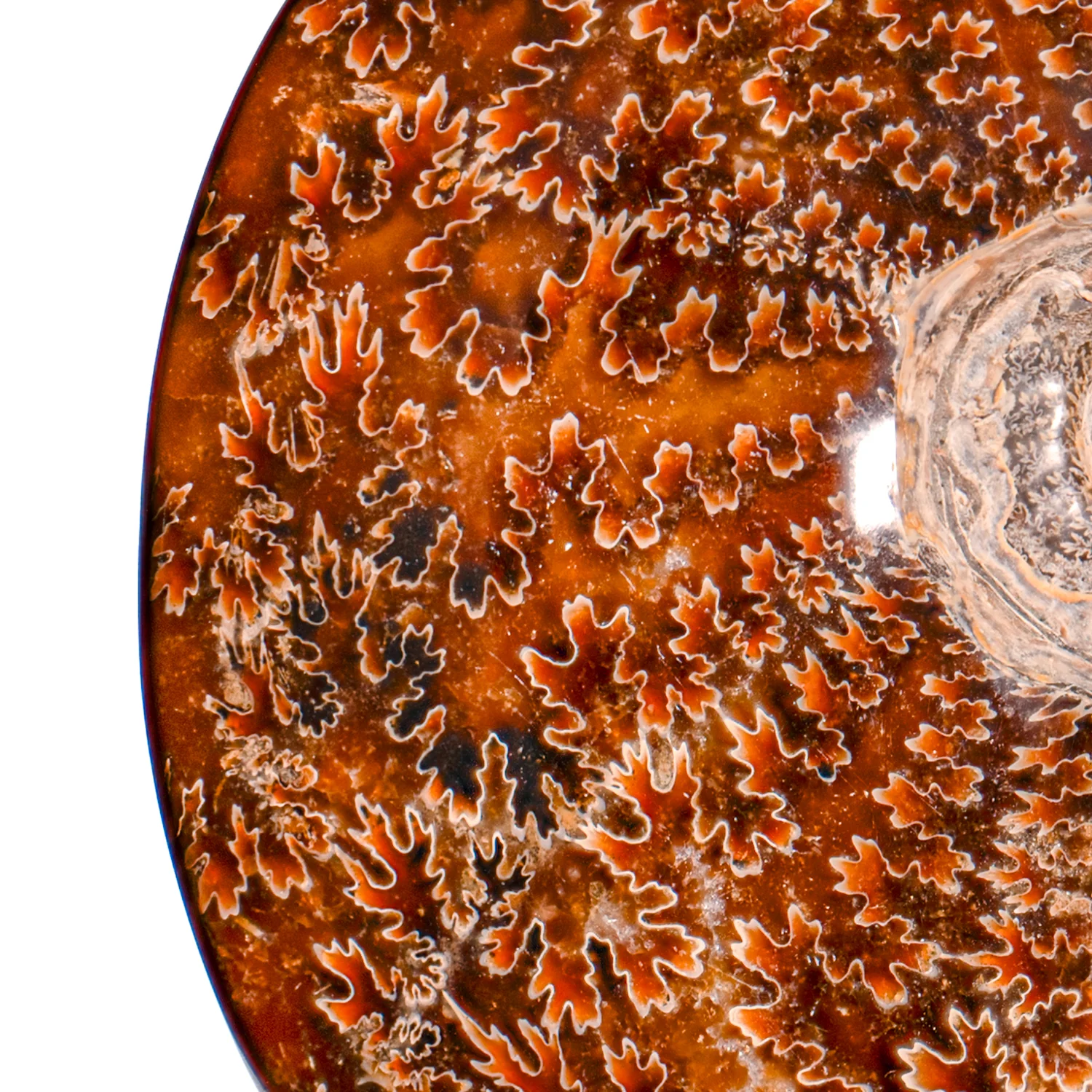 Polished Sutured Ammonite - SOLD 6.98" Cleoniceras - Image 2