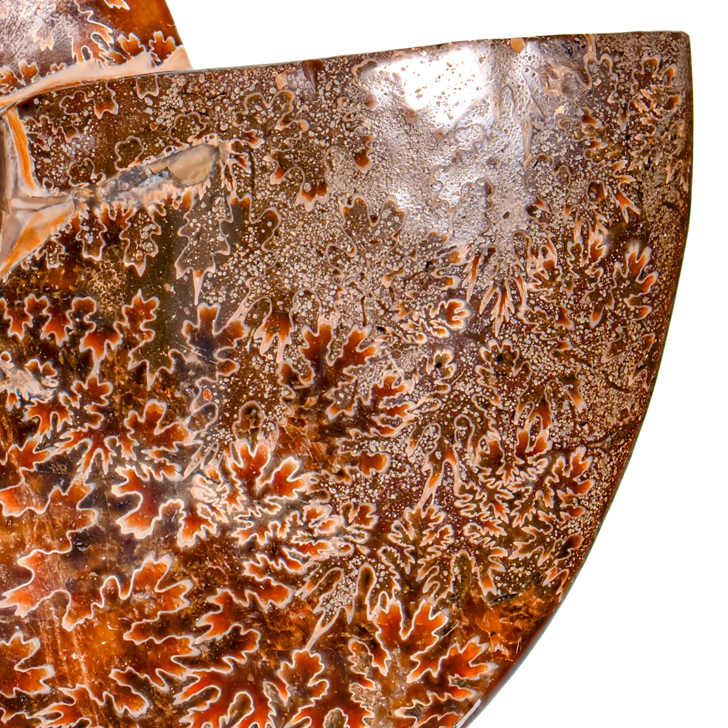 Polished Sutured Ammonite - SOLD 6.98" Cleoniceras - Image 3
