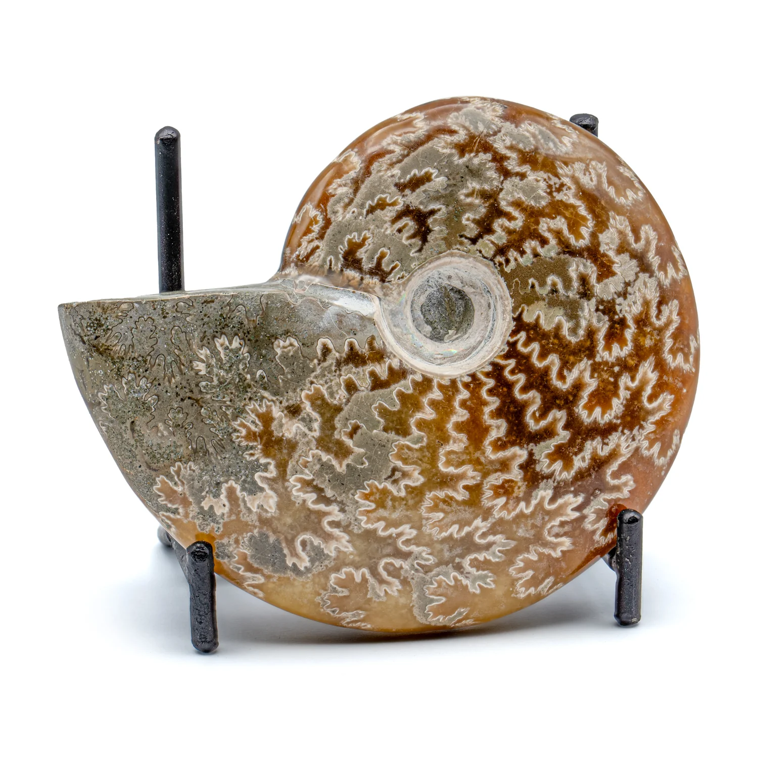 Polished Handheld Ammonite - Cleoniceras - Image 6