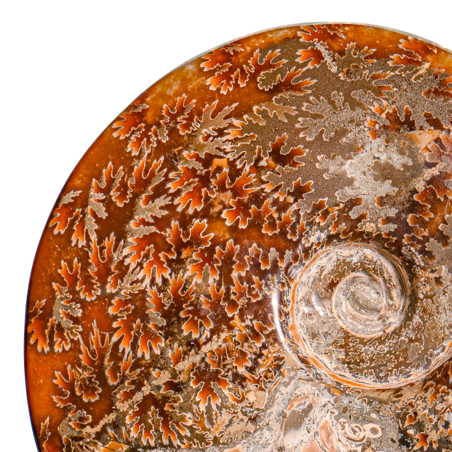 Polished Sutured Ammonite - SOLD 7.11" Cleoniceras - Image 2