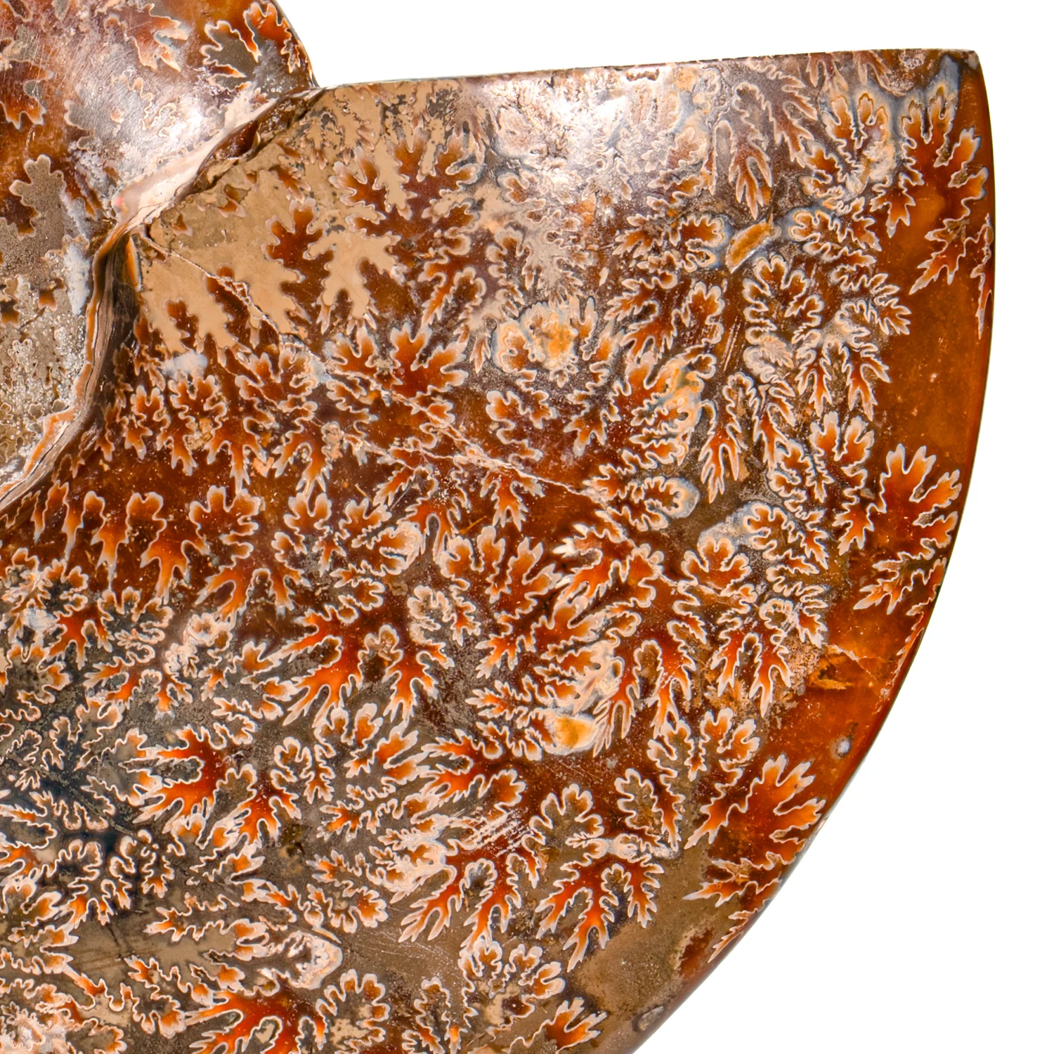 Polished Sutured Ammonite - SOLD 7.11" Cleoniceras - Image 3