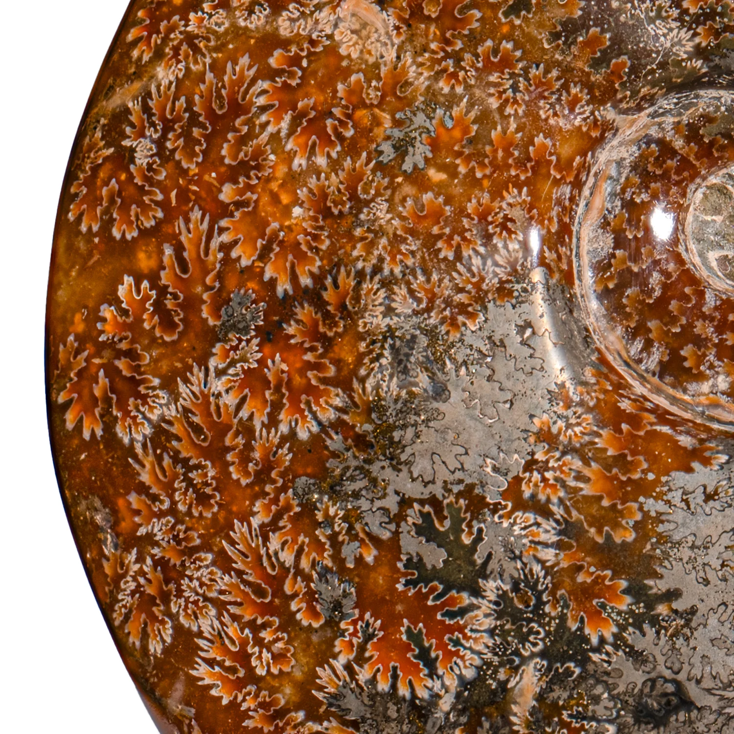 Polished Sutured Ammonite - SOLD 7.15" Cleoniceras - Image 2
