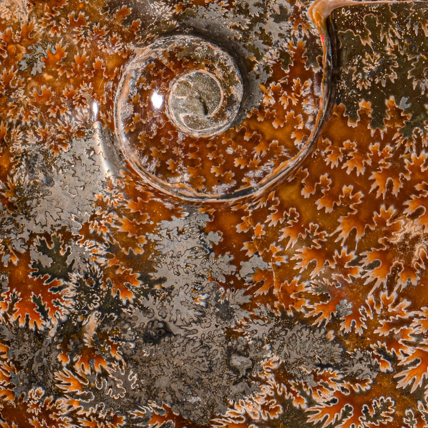 Polished Sutured Ammonite - SOLD 7.15" Cleoniceras - Image 3