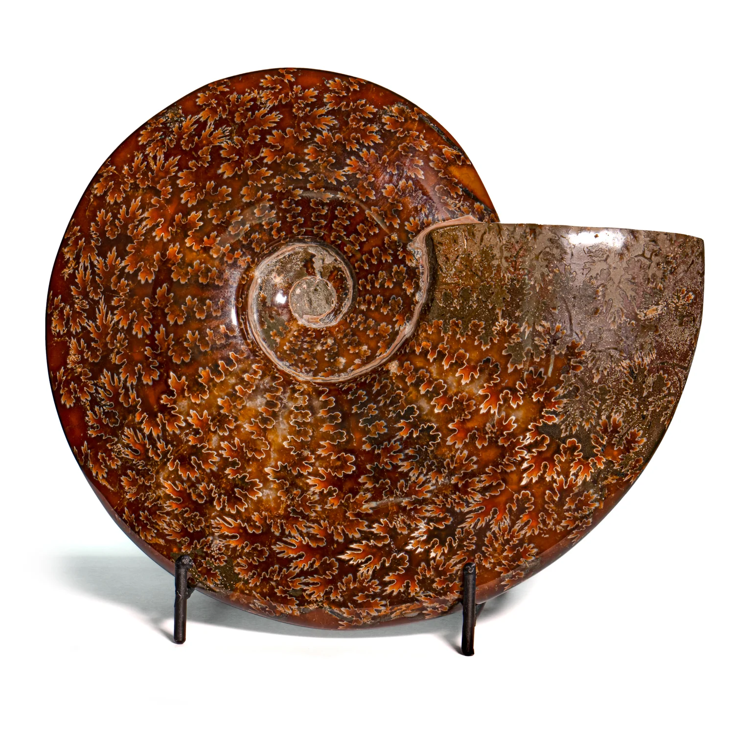 Polished Sutured Ammonite - SOLD 7.23" Cleoniceras
