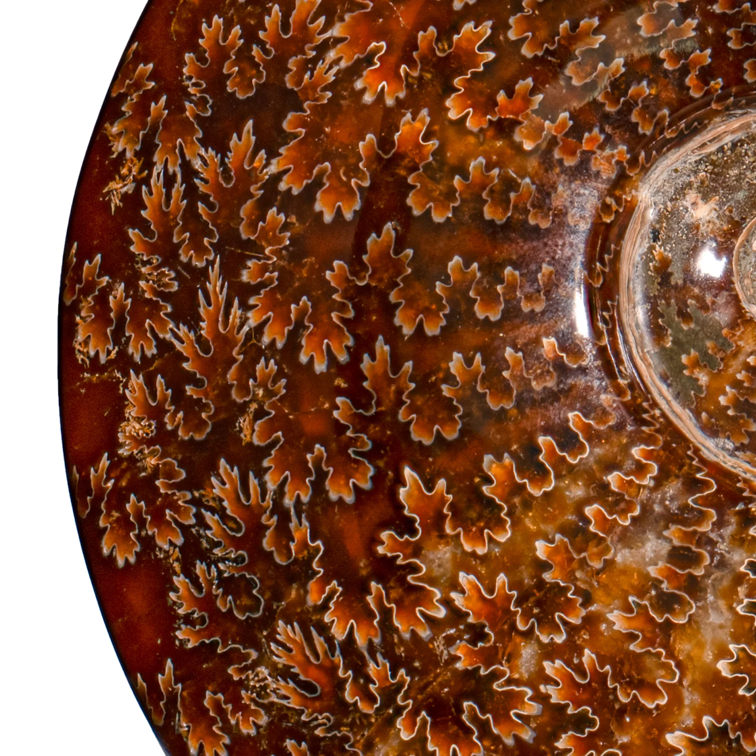 Polished Sutured Ammonite - SOLD 7.23" Cleoniceras - Image 2