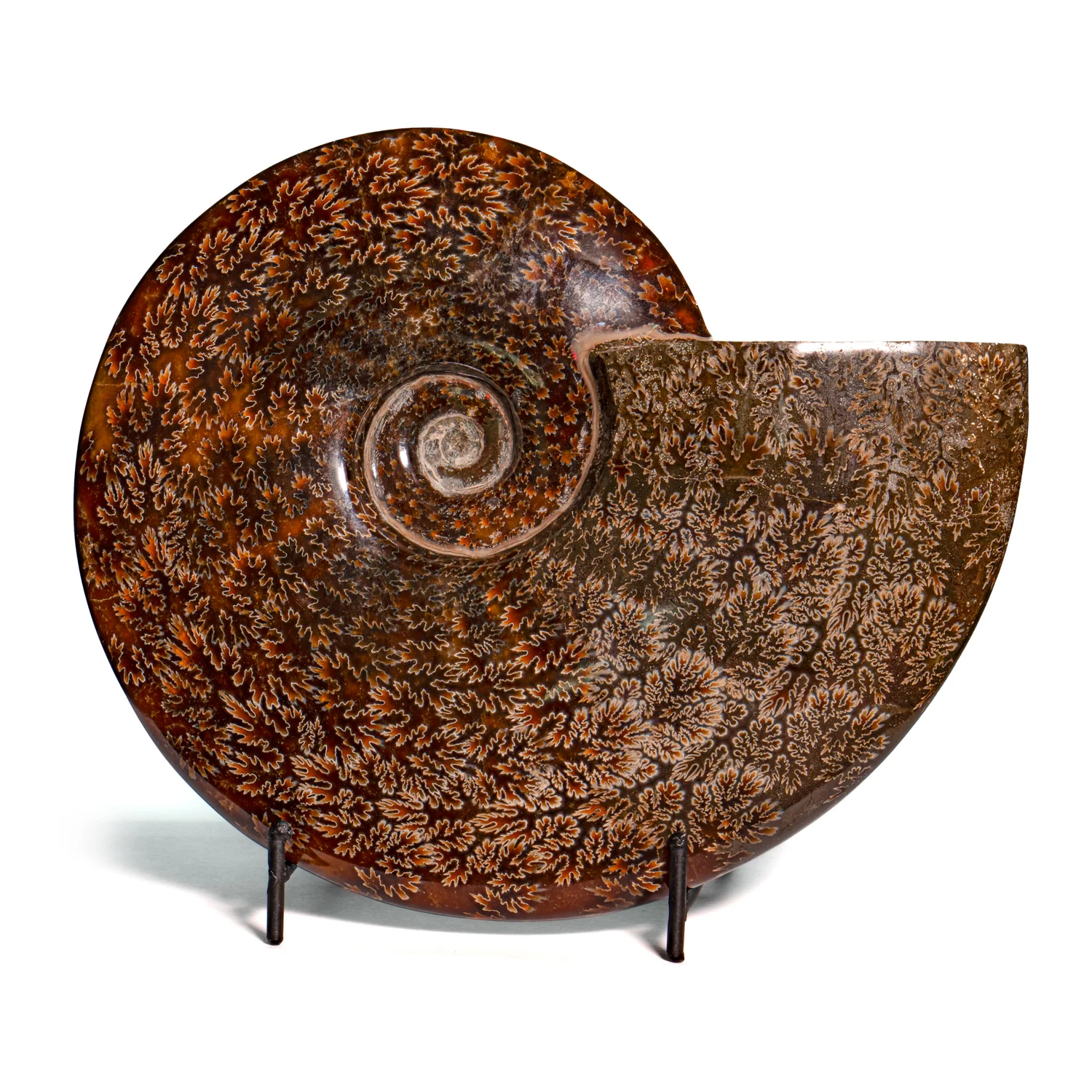 Polished Sutured Ammonite - SOLD 7.29" Cleoniceras