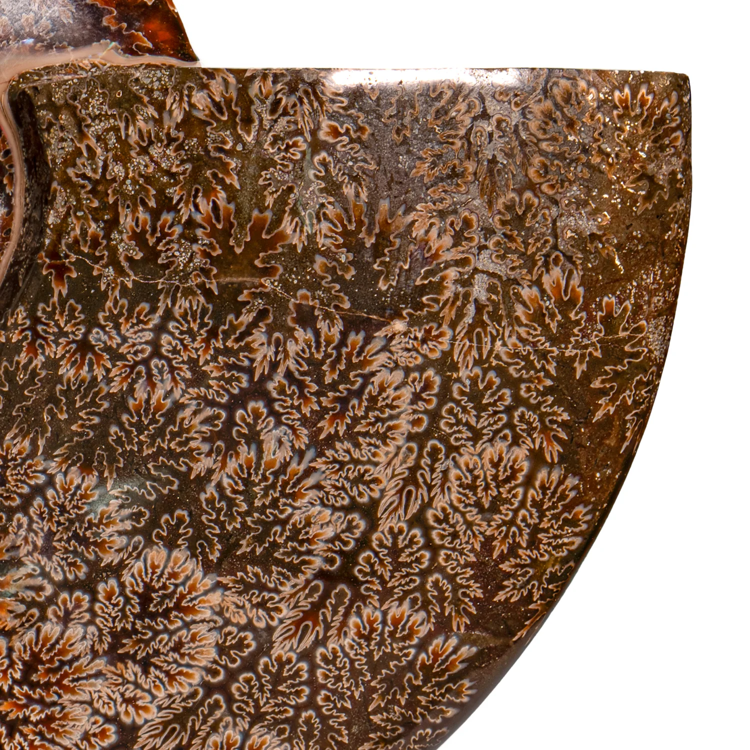 Polished Sutured Ammonite - SOLD 7.29" Cleoniceras - Image 2