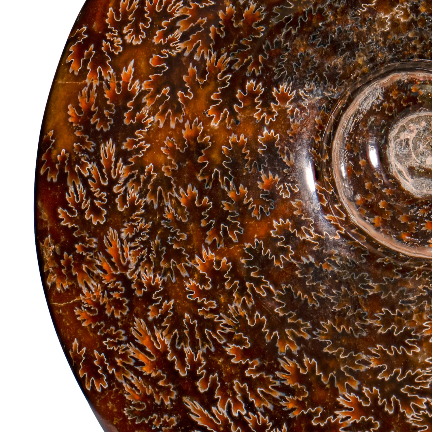 Polished Sutured Ammonite - SOLD 7.29" Cleoniceras - Image 3