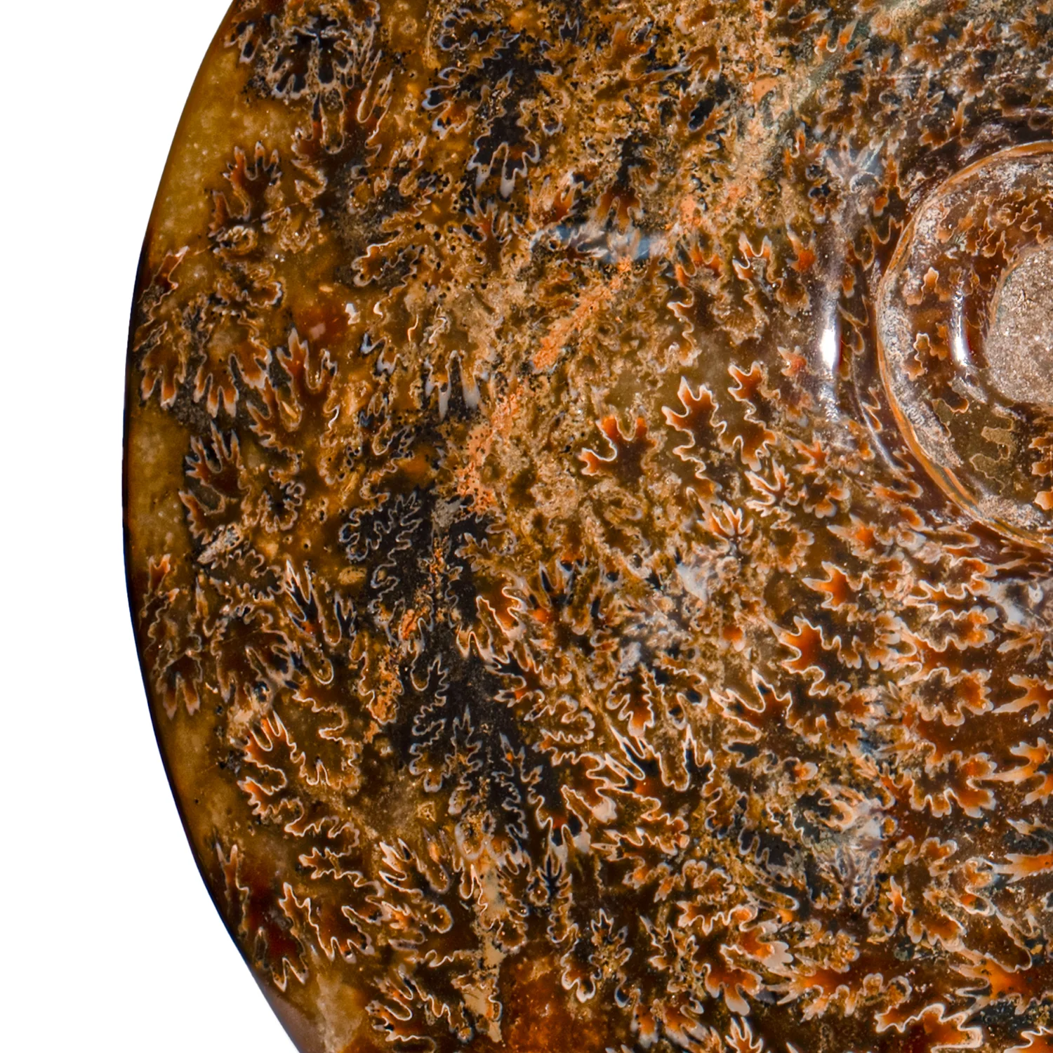 Polished Sutured Ammonite - SOLD 7.54" Cleoniceras - Image 2