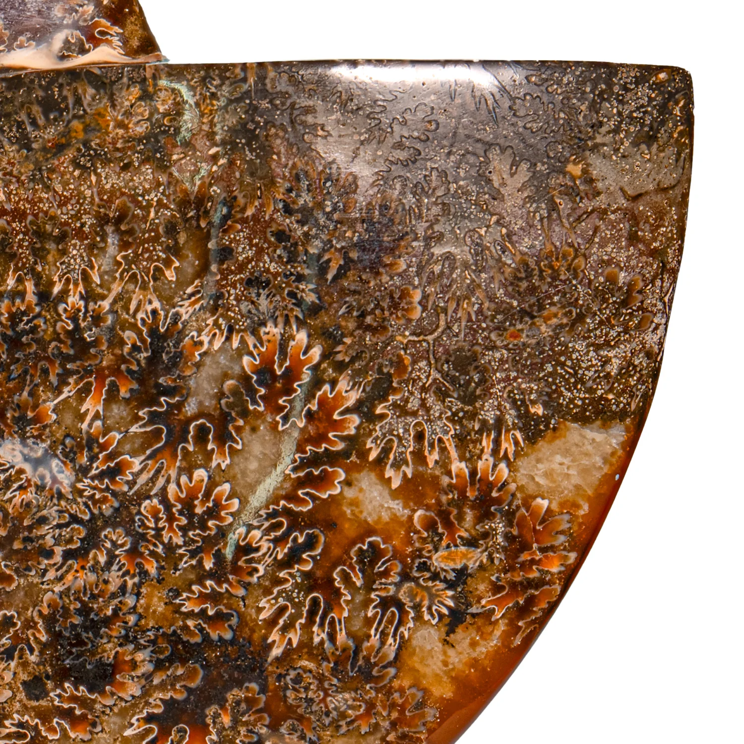 Polished Sutured Ammonite - SOLD 7.54" Cleoniceras - Image 3