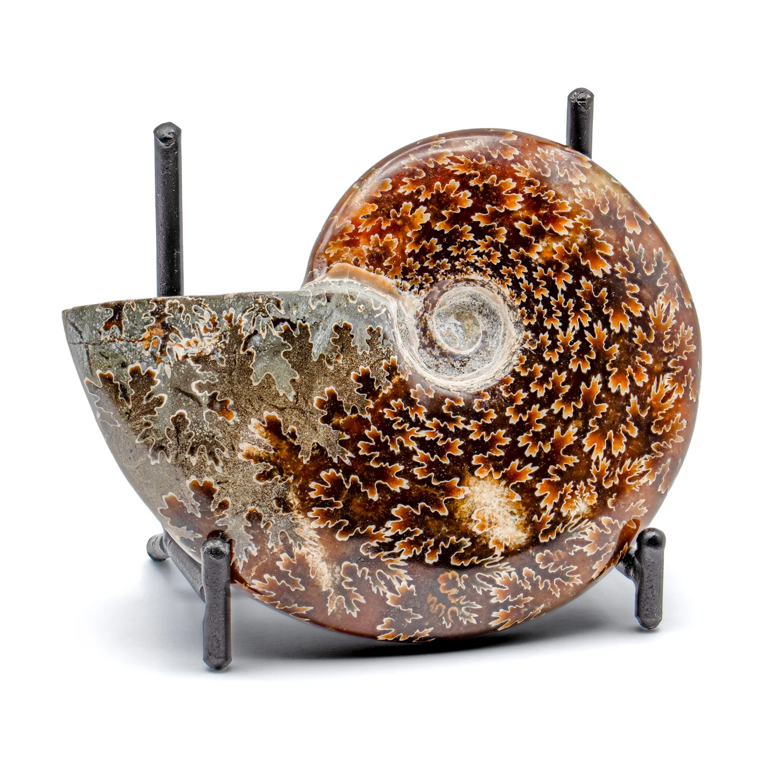 Polished Handheld Ammonite - Cleoniceras - Image 7